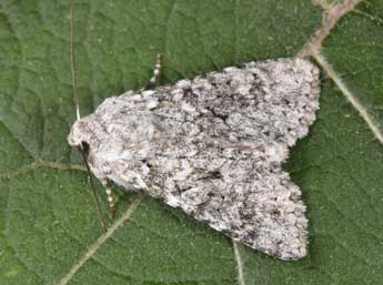 Antitype suda Gey. adulte - �Philippe Mothiron