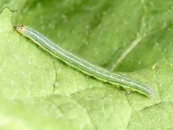  Chenille de Antitype suda Gey. - �Philippe Mothiron