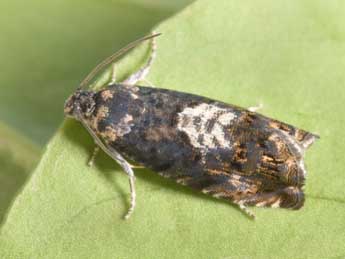 Pammene suspectana Lienig adulte - �Philippe Mothiron