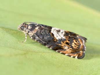 Pammene suspectana Lienig adulte - �Philippe Mothiron