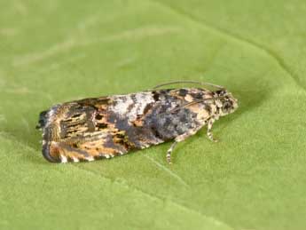 Pammene suspectana Lienig adulte - �Philippe Mothiron