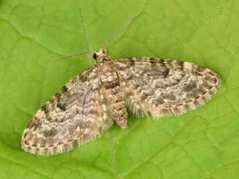 Eupithecia tantillaria Bsdv. adulte - �Philippe Mothiron