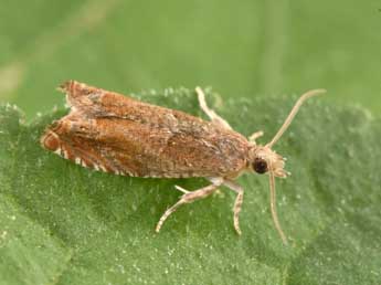 Epinotia tenerana D. & S. adulte - �Philippe Mothiron