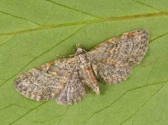 Eupithecia tenuiata Hb. adulte - �Philippe Mothiron