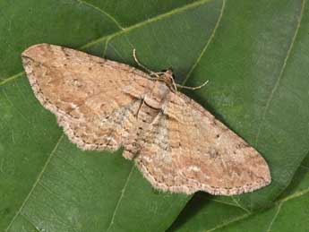 Horisme tersata D. & S. adulte - �Philippe Mothiron