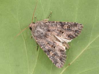 Luperina testacea D. & S. adulte - �Philippe Mothiron