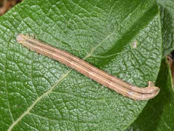  Chenille de Eulithis testata L. - �Philippe Mothiron