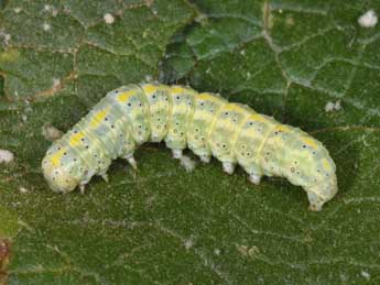 Chenille de Cucullia thapsiphaga Tr. - �Philippe Mothiron