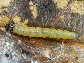  Chenille de Ancylis tineana Hb. - �Friedmar Graf