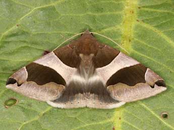 Dysgonia torrida Gn. adulte - �Wolfgang Wagner, www.pyrgus.de