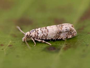 Thiodia trochilana Fr�l. adulte - �Lionel Taurand