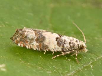 Thiodia trochilana Fr�l. adulte - �Philippe Mothiron