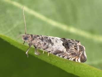 Cydia trogodana Pr�se adulte - �Philippe Mothiron