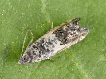 Cydia trogodana Pr�se adulte - �Philippe Mothiron