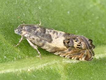 Cydia trogodana Pr�se adulte - �Philippe Mothiron