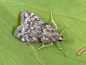 Eudonia truncicolella Stt. adulte - �Philippe Mothiron