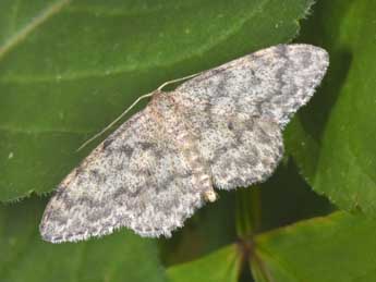 Idaea typicata Gn. adulte - �Philippe Mothiron