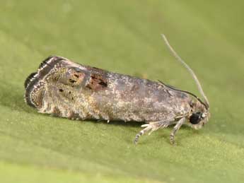 Cydia ulicetana Hw. adulte - �Philippe Mothiron