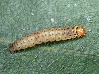  Chenille de Ancylis uncella D. & S. - �Patrick Clement