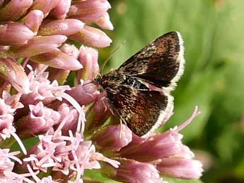 Cleptotypodes varennei Taurand & Nel adulte - �Emmanuelle Champion