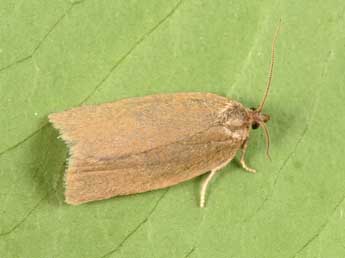 Aphelia viburnana D. & S. adulte - �Philippe Mothiron