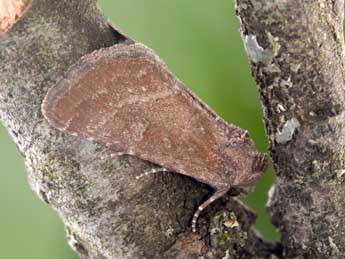 Condica viscosa Frr adulte - �Philippe Mothiron