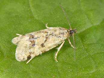 Aethes williana Brahm adulte - �Philippe Mothiron