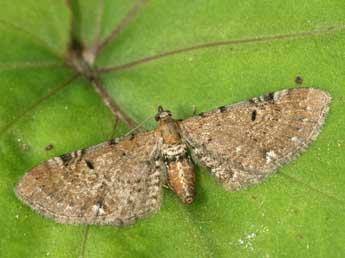 Eupithecia absinthiata Cl. adulte - Daniel Morel