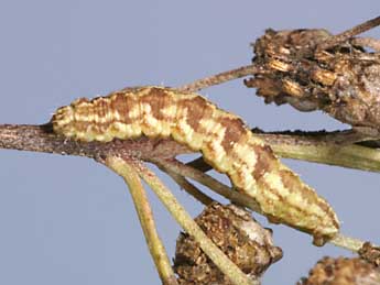  Chenille de Eupithecia absinthiata Cl. - Lionel Taurand
