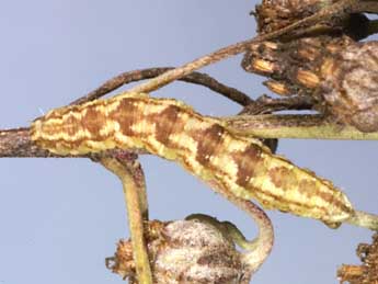  Chenille de Eupithecia absinthiata Cl. - Lionel Taurand