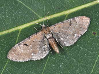 Eupithecia absinthiata Cl. adulte - Philippe Mothiron