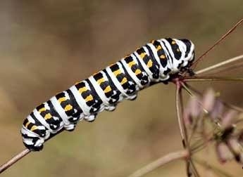  Chenille de Papilio alexanor Esp. - ©Daniel Morel