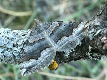 Scotopteryx coelinaria Grasl. adulte - Daniel Morel