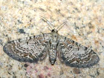 Eupithecia dissertata Png. adulte - Patrick Rosset