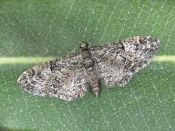 Eupithecia dodoneata Gn. adulte - Philippe Mothiron