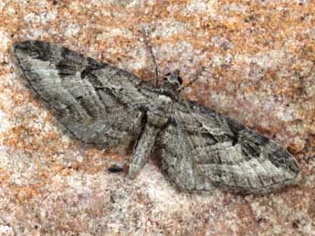 Eupithecia ericeata Rbr adulte - Daniel Morel