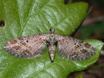 Eupithecia exiguata Hb. adulte - Philippe Mothiron
