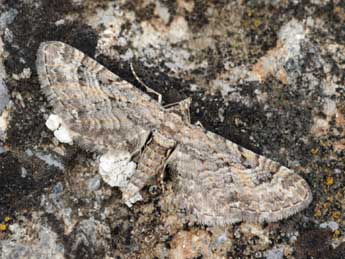 Eupithecia cooptata Dietze adulte - Daniel Morel