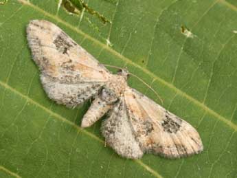Eupithecia gueneata Mab. adulte - Daniel Morel