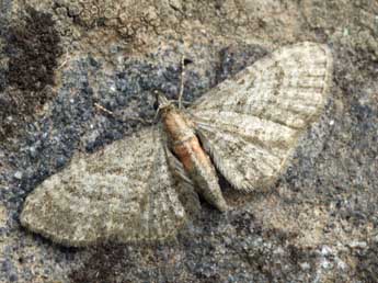 Eupithecia haworthiata Dbld. adulte - Daniel Morel