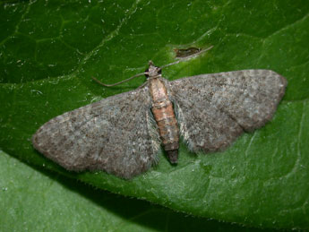 Eupithecia haworthiata Dbld. adulte - Philippe Mothiron