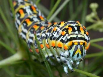  Chenille de Papilio hospiton Genè - ©Philippe Mothiron