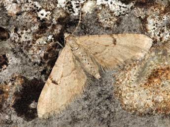 Eupithecia indigata Hb. adulte - Daniel Morel