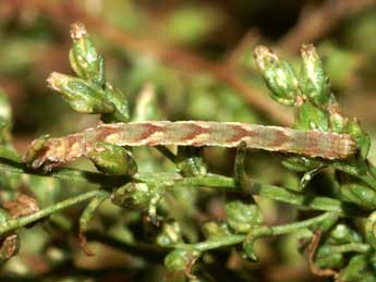  Chenille de Eupithecia innotata Hfn. - Lionel Taurand
