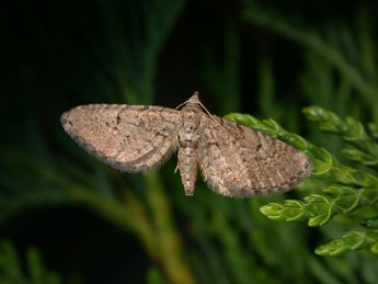 Eupithecia intricata Zett. adulte - Philippe Mothiron