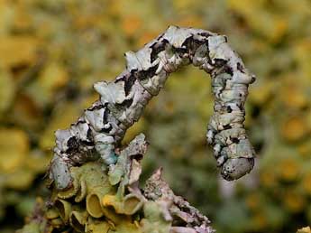  Chenille de Cleorodes lichenaria Hfn. - Bruno Lavou