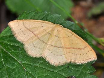 Cyclophora linearia Hb. adulte - Philippe Mothiron