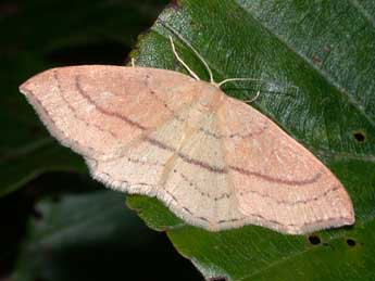 Cyclophora linearia Hb. adulte - Philippe Mothiron
