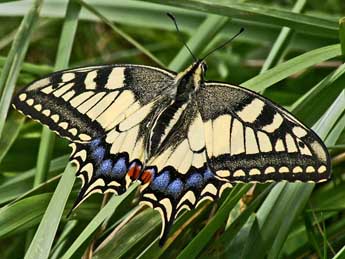 Papilio machaon L. adulte - ©Claude de Saint-Etienne