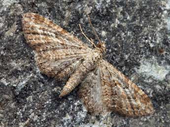 Eupithecia millefoliata Rssl. adulte - Daniel Morel